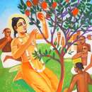 Шри Чайтанья и мгновннно выросшее дерево манго